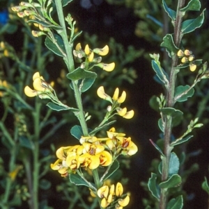Daviesia buxifolia at suppressed - 16 Oct 1996