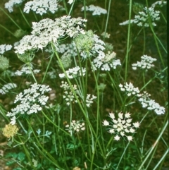 Daucus carota (Wild Carrot) at Bega, NSW - 30 Apr 1997 by BettyDonWood