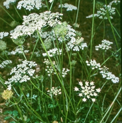 Daucus carota (Wild Carrot) at Bega, NSW - 30 Apr 1997 by BettyDonWood