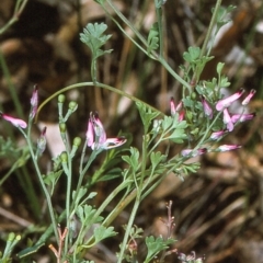 Fumaria muralis subsp. muralis (Wall Fumitory) at Undefined - 10 Dec 1996 by BettyDonWood