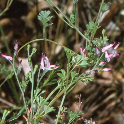 Fumaria muralis subsp. muralis (Wall Fumitory) at Undefined - 9 Dec 1996 by BettyDonWood