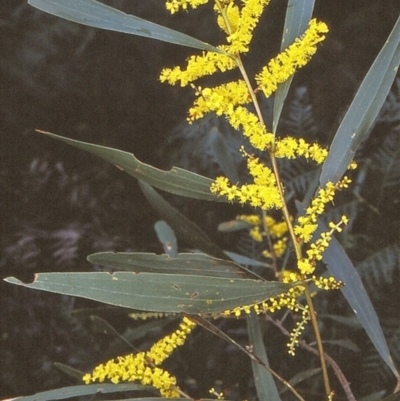 Acacia longifolia subsp. longifolia (sallow or Sydney golden wattle) at Doctor George Mountain, NSW - 7 Jul 1997 by BettyDonWood