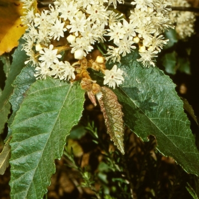 Androcalva rossii (Brush Kurrajong, Blackfellows' Hemp) at Mumbulla State Forest - 24 Sep 1998 by BettyDonWood