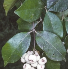 Syzygium smithii (Lilly Pilly) at Mumbulla State Forest - 6 Jul 1997 by BettyDonWood