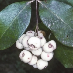 Syzygium smithii at Mumbulla State Forest - 7 Jul 1997 12:00 AM