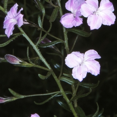 Coopernookia barbata (Purple Coopernookia) at Mumbulla State Forest - 14 Oct 1997 by BettyDonWood