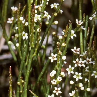 Choretrum pauciflorum (Dwarf Sour Bush) at Tuross, NSW - 13 Dec 1996 by BettyDonWood