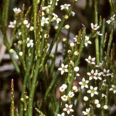 Choretrum pauciflorum (Dwarf Sour Bush) at Tuross, NSW - 14 Dec 1996 by BettyDonWood