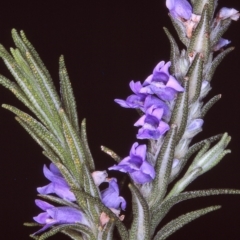 Chloanthes parviflora (Flowered Ice Plant) at Tuross, NSW - 28 Nov 1996 by BettyDonWood