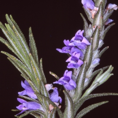 Chloanthes parviflora (Flowered Ice Plant) at Tuross, NSW - 29 Nov 1996 by BettyDonWood