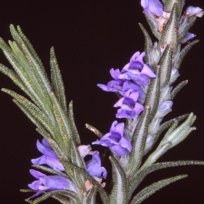 Chloanthes parviflora (Flowered Ice Plant) at Tuross, NSW - 28 Nov 1996 by BettyDonWood