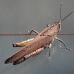 Goniaea australasiae (Gumleaf grasshopper) at Cotter Reserve - 16 Dec 2018 by JohnBundock