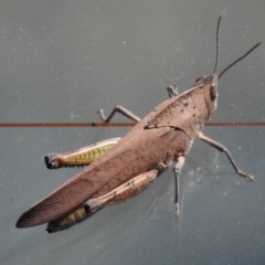 Goniaea australasiae (Gumleaf grasshopper) at Coree, ACT - 16 Dec 2018 by JohnBundock