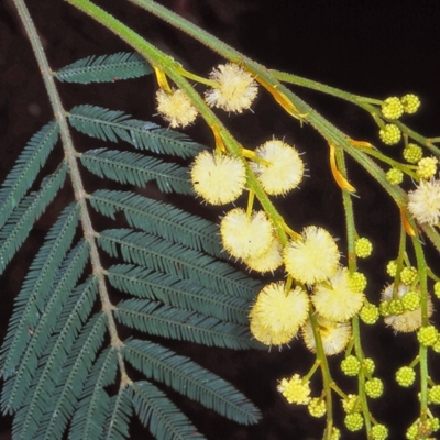 Acacia irrorata subsp. irrorata (Green Wattle) at Bodalla State Forest - 19 Dec 1997 by BettyDonWood