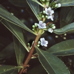 Myoporum acuminatum (Boobialla) at Narooma Region, NSW - 9 Nov 1996 by BettyDonWood