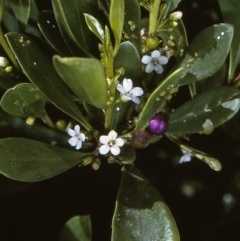 Myoporum boninense subsp. australe (Boobialla) at Narooma Region, NSW - 9 Apr 1997 by BettyDonWood