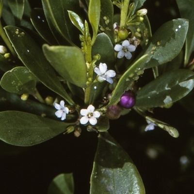 Myoporum boninense subsp. australe (Boobialla) at Narooma Region, NSW - 9 Apr 1997 by BettyDonWood