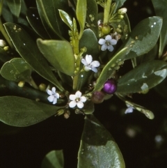 Myoporum boninense subsp. australe (Boobialla) at Narooma Region, NSW - 8 Apr 1997 by BettyDonWood