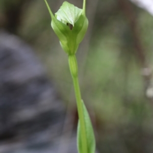 Pterostylis monticola at Cotter River, ACT - 8 Dec 2018