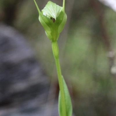 Pterostylis monticola (Large Mountain Greenhood) at Cotter River, ACT - 8 Dec 2018 by PeterR