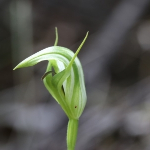 Pterostylis monticola at Cotter River, ACT - 8 Dec 2018