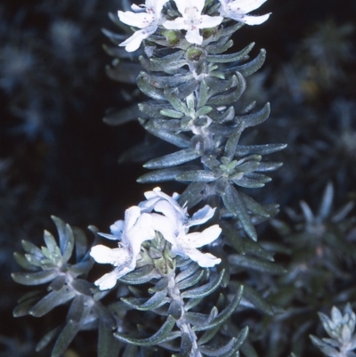 Westringia fruticosa (Native Rosemary) at Narooma Region, NSW - 9 Apr 1997 by BettyDonWood