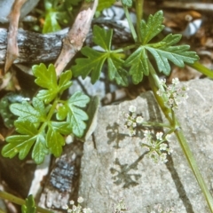 Apium prostratum var. filiforme (Sea Celery) at Eurobodalla National Park - 9 Nov 1996 by BettyDonWood