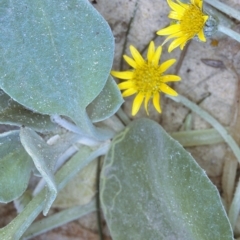 Arctotheca populifolia (Beach Daisy) at Eurobodalla National Park - 10 Nov 1996 by BettyDonWood