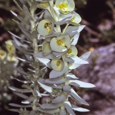 Euphorbia paralias (Sea Spurge ) at Eurobodalla National Park - 9 Nov 1996 by BettyDonWood