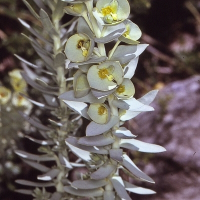 Euphorbia paralias (Sea Spurge ) at Eurobodalla National Park - 10 Nov 1996 by BettyDonWood