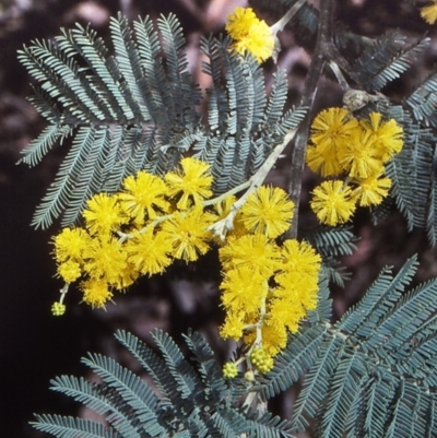 Acacia dealbata subsp. subalpina (Monaro Silver-wattle) at Gourock National Park - 12 Oct 1997 by BettyDonWood