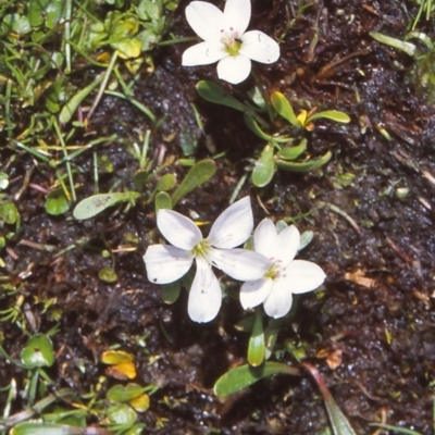 Montia australasica (White Purslane) at Namadgi National Park - 25 Nov 2004 by BettyDonWood