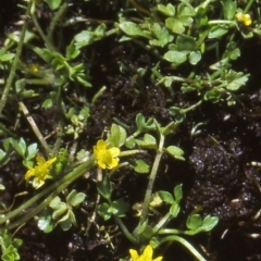 Ranunculus pimpinellifolius (Bog Buttercup) at Namadgi National Park - 25 Nov 2004 by BettyDonWood