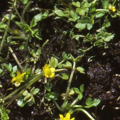 Ranunculus diminutus at Namadgi National Park - 24 Nov 2004 by BettyDonWood