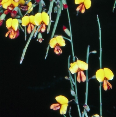 Bossiaea riparia at Namadgi National Park - 22 Nov 2004 by BettyDonWood