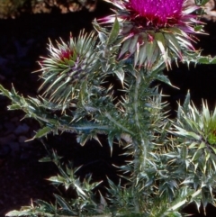 Carduus nutans (Nodding Thistle) at Namadgi National Park - 13 Jan 2005 by BettyDonWood