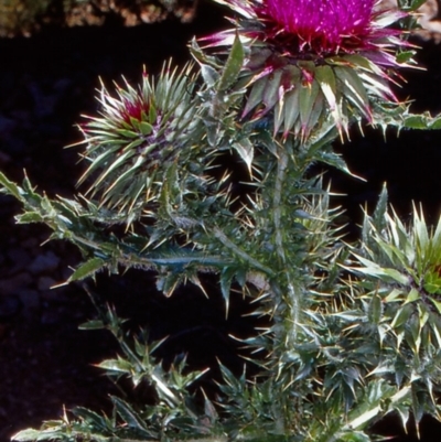 Carduus nutans (Nodding Thistle) at Namadgi National Park - 12 Jan 2005 by BettyDonWood