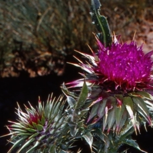 Carduus nutans at Namadgi National Park - 13 Jan 2005