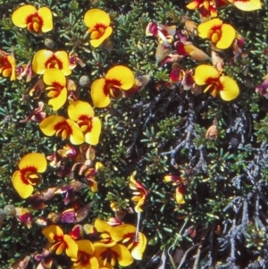 Dillwynia prostrata at Namadgi National Park - 25 Nov 2004