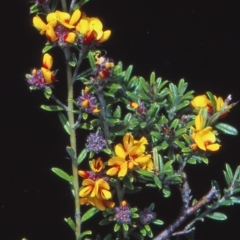 Pultenaea polifolia (Dusky Bush-pea) at Namadgi National Park - 24 Nov 2004 by BettyDonWood