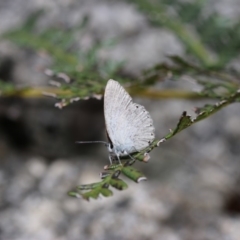 Candalides heathi (Rayed Blue) at Tennent, ACT - 8 Dec 2018 by PeterR