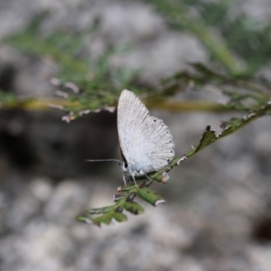 Candalides heathi at Tennent, ACT - 8 Dec 2018 12:06 PM