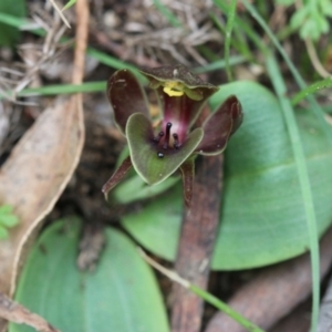 Chiloglottis valida at Cotter River, ACT - 8 Dec 2018