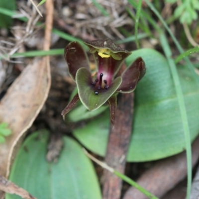 Chiloglottis valida (Large Bird Orchid) at Cotter River, ACT - 8 Dec 2018 by PeterR