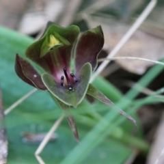 Chiloglottis valida at Cotter River, ACT - 8 Dec 2018