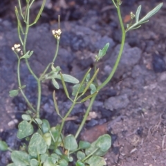 Cardamine paucijuga (Annual Bitter-cress) at Namadgi National Park - 18 Nov 2004 by BettyDonWood