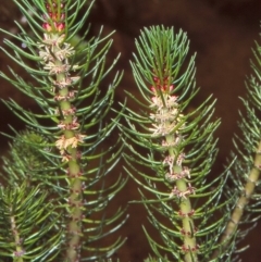 Myriophyllum simulans (Water Milfoil) at Namadgi National Park - 17 Nov 2004 by BettyDonWood