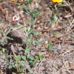 Pultenaea capitellata (Hard-head Bush-pea) at Namadgi National Park - 18 Nov 2004 by BettyDonWood