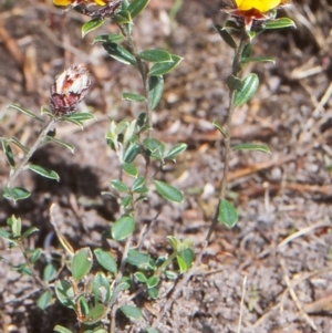 Pultenaea capitellata at Namadgi National Park - 18 Nov 2004