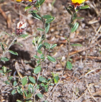 Pultenaea capitellata (Hard-head Bush-pea) at Namadgi National Park - 18 Nov 2004 by BettyDonWood